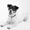 Ein fröhlicher Hund liegt auf dem Boden, schwarz-weiß fotografiert.